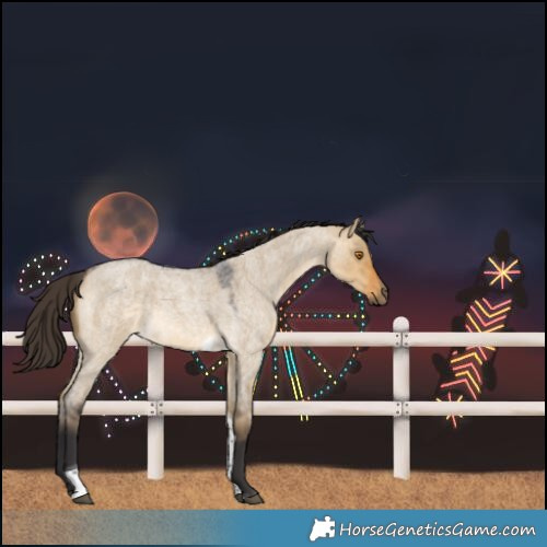 Horse Color:Buckskin Roan Dun Tobiano 