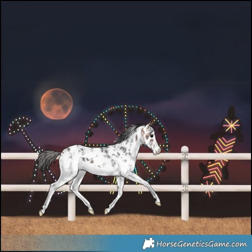Horse Color:Bay Sabino Skewed LP Spotted 