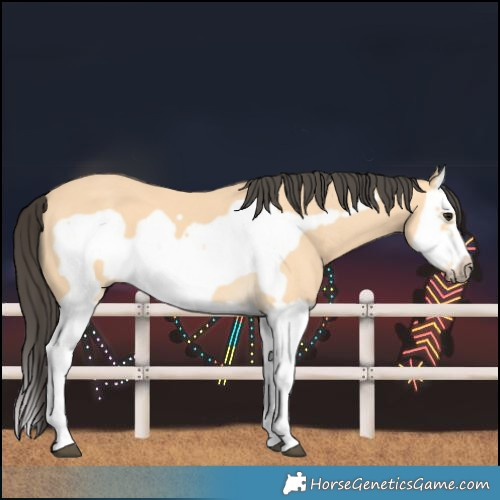 Horse Color:Buckskin Splash Frame