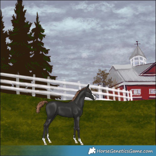 Horse Color:Liver Chestnut 