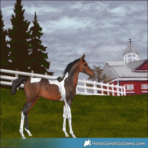 Horse Color:Bay Tobiano Rabicano