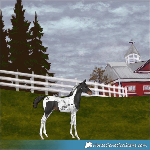 Horse Color:Liver Chestnut Tobiano 