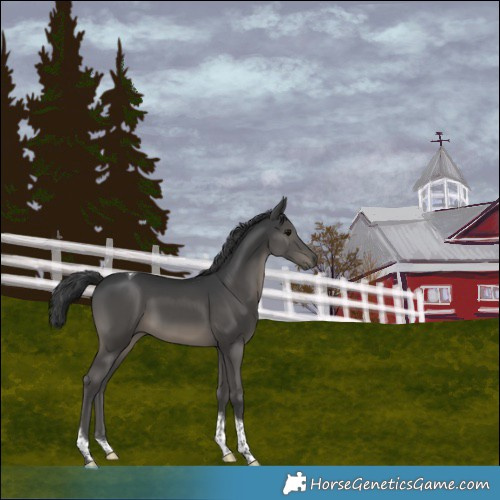 Horse Color:Black Tobiano 