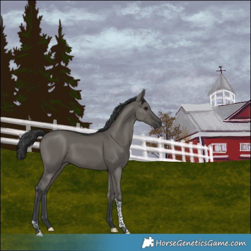 Horse Color:Grullo Tobiano 