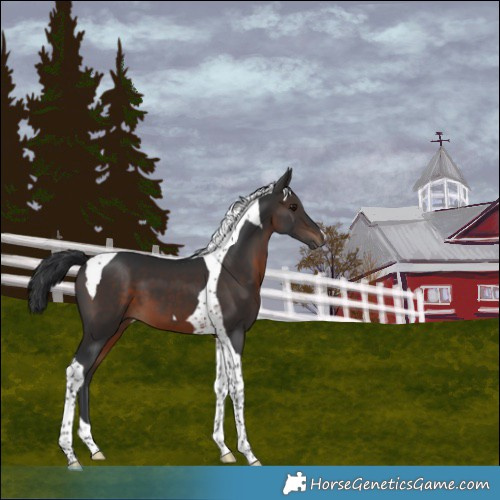 Horse Color:Brown Tobiano 