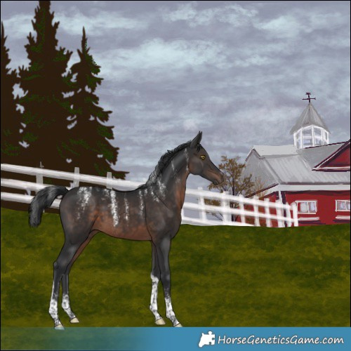 Horse Color:Powder White Brown Tobiano