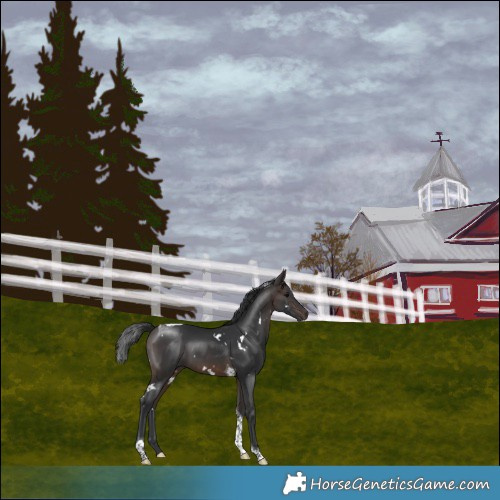Horse Color:White Spotted Brown Tobiano 
