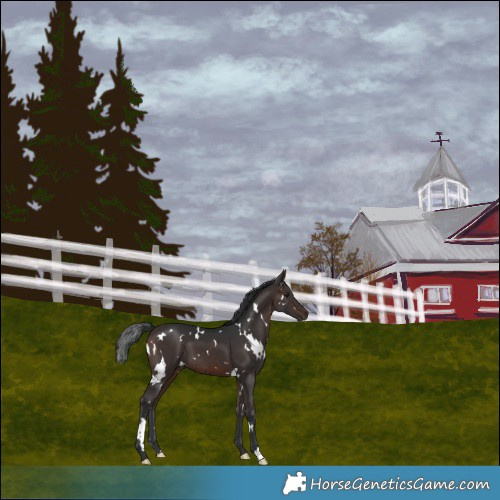 Horse Color:White Spotted Brown 