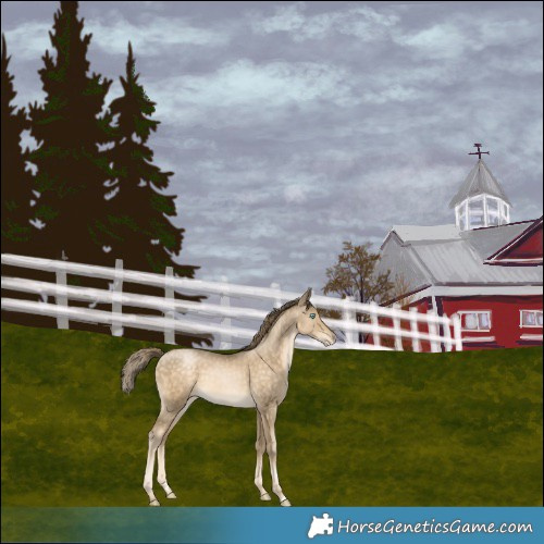 Horse Color:Buckskin Pearl Varnish