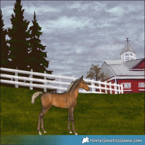 Horse Color:Chocolate Palomino 