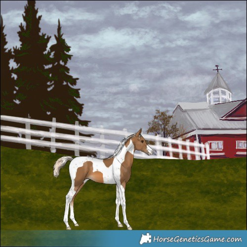Horse Color:Chocolate Palomino Tobiano