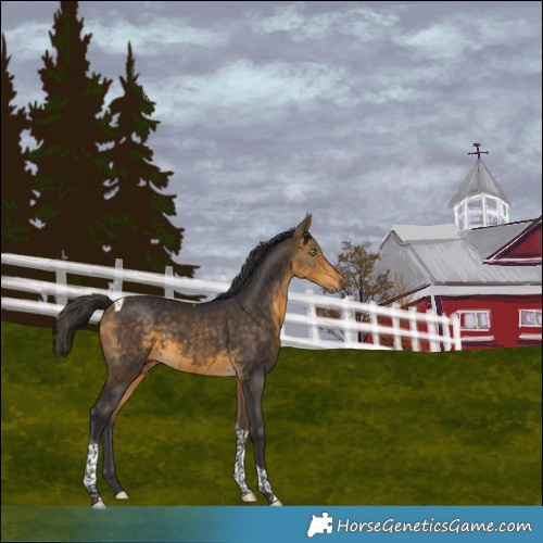 Horse Color:Buckskin Tobiano Rabicano