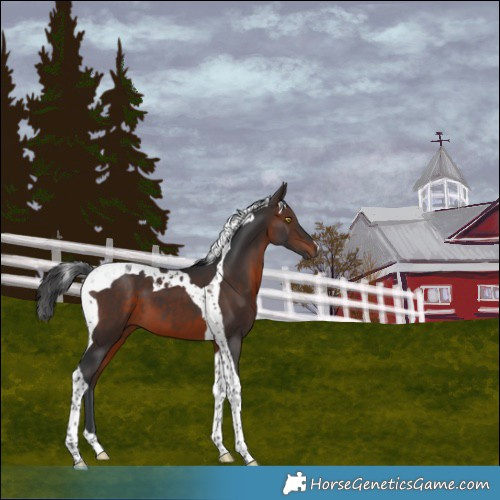 Horse Color:Brown Tobiano