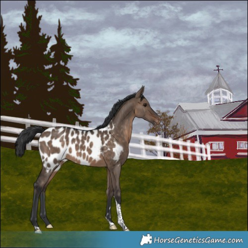 Horse Color:Brown Dun Tobiano Blanket 