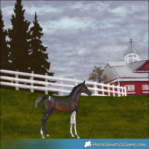 Horse Color:Brown Tobiano