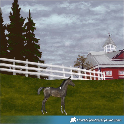 Horse Color:Buckskin Tobiano 