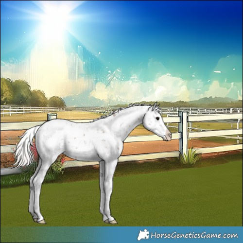 Horse Color:Silver Black Sabino Splash