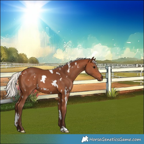 Horse Color:White Spotted Silver Brown 