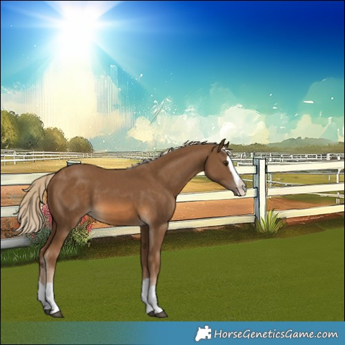 Horse Color:Chocolate Palomino Splash 