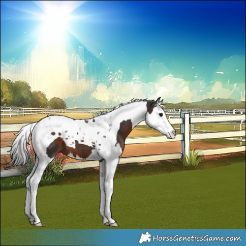 Horse Color:Brown Splash Tobiano 