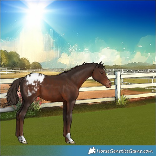 Horse Color:Liver Chestnut Varnish