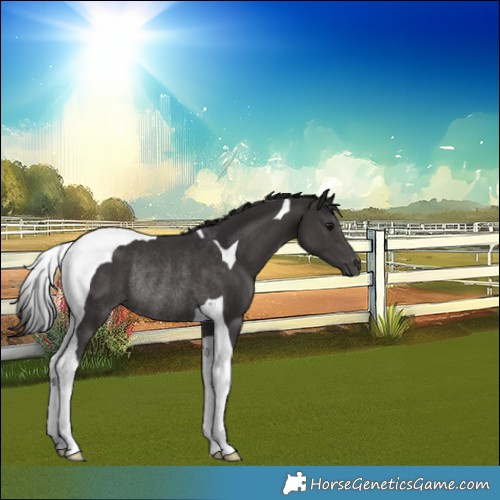 Horse Color:Smoky Black Tobiano Rabicano 
