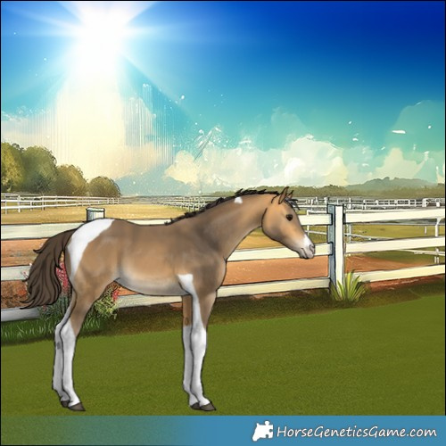 Horse Color:Buckskin Tobiano