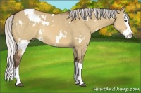 Horse Color:White Spotted Silver Bay Dun Splash 