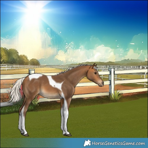 Horse Color:Silver Buckskin Tobiano 