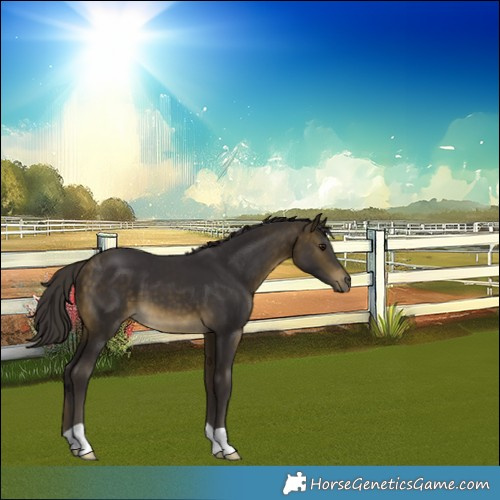 Horse Color:Buckskin 