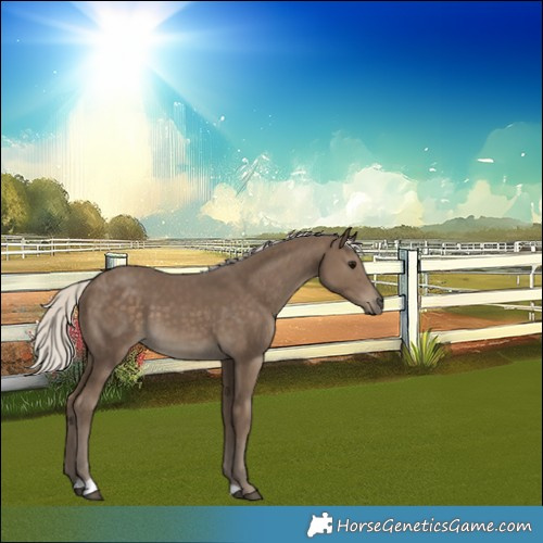 Horse Color:Silver Smoky Black 