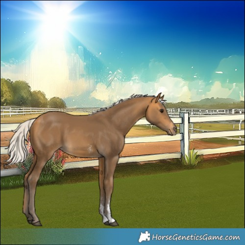 Horse Color:Silver Buckskin Sabino 
