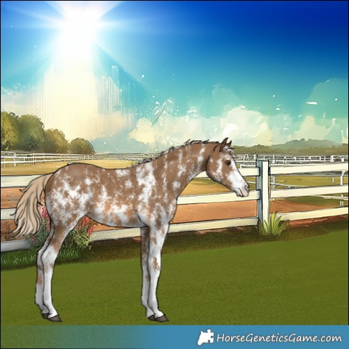 Horse Color:Chocolate Palomino Sabino 