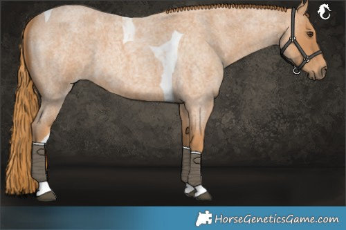 Horse Color:Red Roan Tobiano 