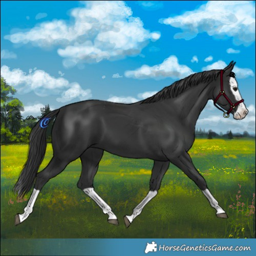 Horse Color:Black Splash 