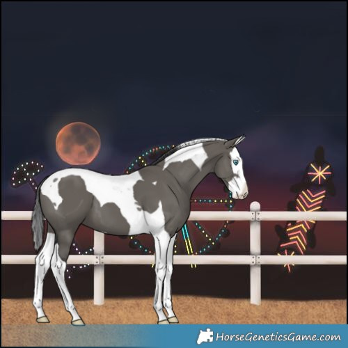 Horse Color:Grullo Splash Tobiano 