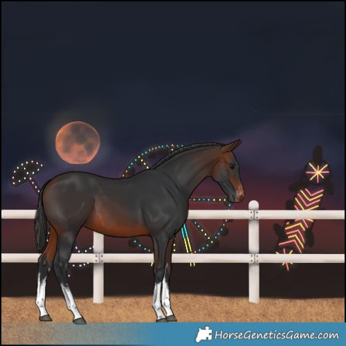 Horse Color:White Spotted Brown Varnish