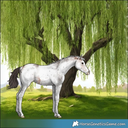 Horse Color:White Spotted Bay Rabicano