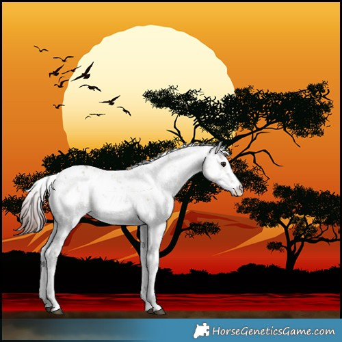 Horse Color:Chocolate Buckskin Dun Sabino 