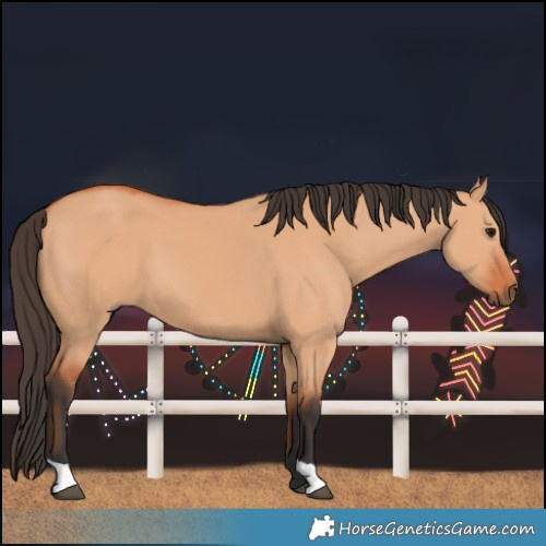 Horse Color:Bay Dun 