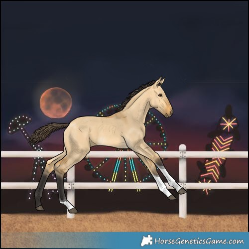 Horse Color:Buckskin Dun Tobiano 