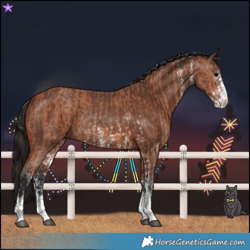 Horse Color:Bay Sabino Rabicano and Gray Bay Sabino Rabicano