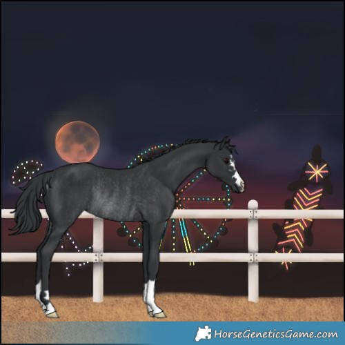 Horse Color:Black Rabicano