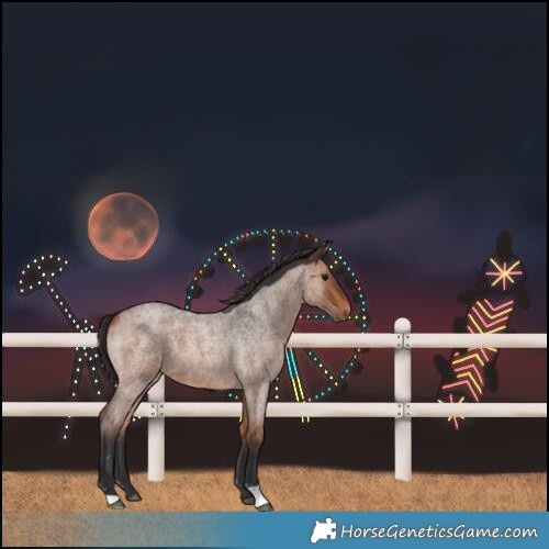 Horse Color:Bay Roan 