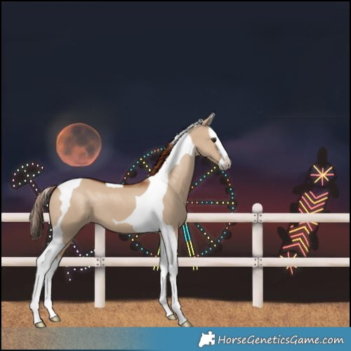 Horse Color:Red Dun Splash Tobiano 