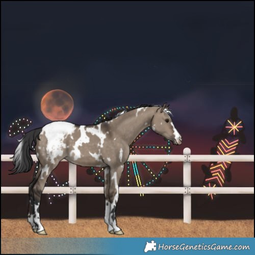 Horse Color:White Spotted Brown Dun Snowcap