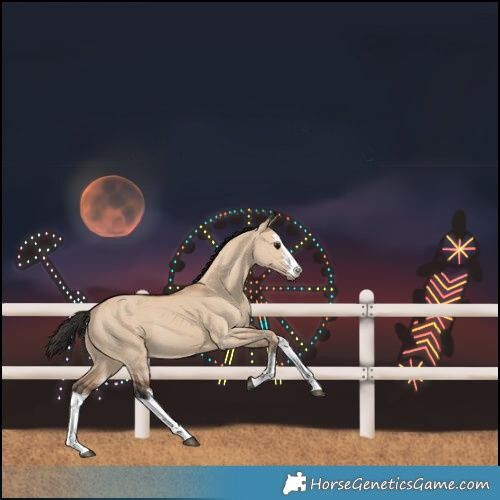 Horse Color:White Spotted Bay Dun 