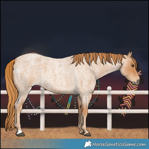 Horse Color:Red Roan 