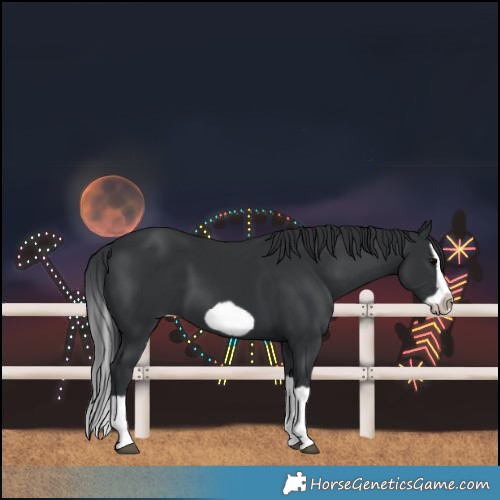 Horse Color:Black Splash Frame
