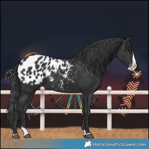 Horse Color:Black Splash Blanket